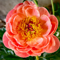 Coral Sunset Peony