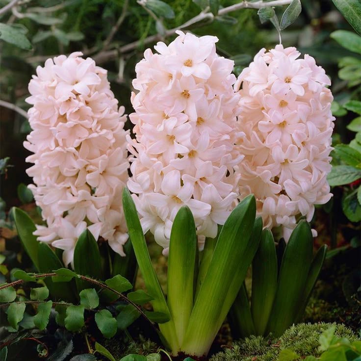 Hyacinth- China Pink