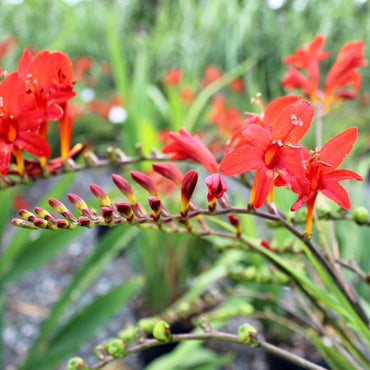 Crocosmia Montbretia Flower Seeds – Heirloom, Non-GMO, Fiery Perennial Blooms for Garden Planting