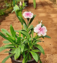 Heirloom Non-GMO Dianthus Flower Seeds for Charming Garden Borders and Fragrant Planting