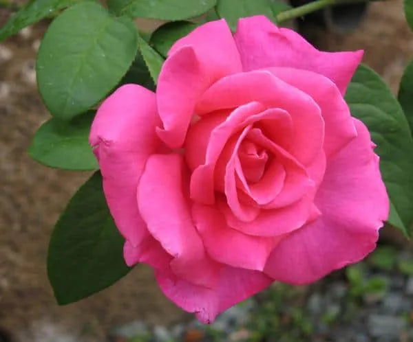 Perfume Delight Hybrid Tea Rose