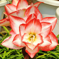 Heirloom Non-GMO Red White Hippeastrum Rutilum Flower Seeds for Indoor Planting