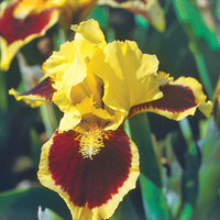Breck's Dwarf Bearded Iris Collection
