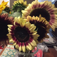 Sunflower- Lilac Monarch F1