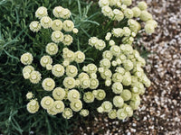 Santolina Etrusca Flower Seeds – Heirloom, Non-GMO, Aromatic Silver Foliage Blooms for Garden Planting