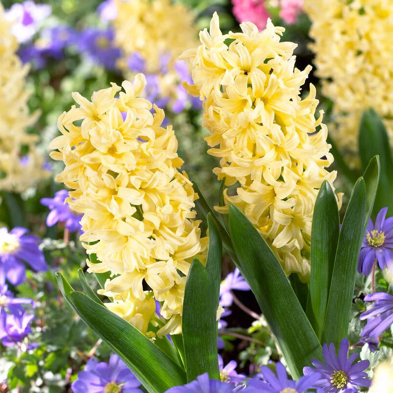 Heirloom Non-GMO Light Yellow Hyacinth Flower Seeds for Fragrant Spring Gardens and Outdoor Planting for planting in home garden