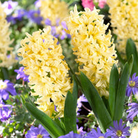 Heirloom Non-GMO Light Yellow Hyacinth Flower Seeds for Fragrant Spring Gardens and Outdoor Planting for planting in home garden