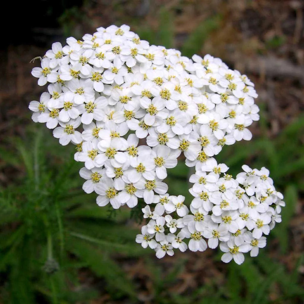 Heirloom White Yarrow Flower Seeds for Planting, Non-GMO for planting in home garden