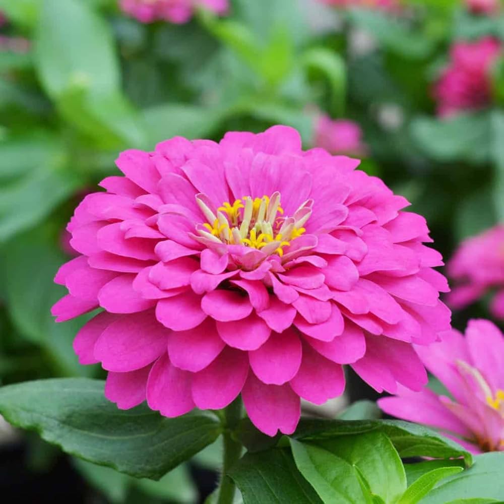 Pink Zinnia Flower Seeds for Planting for planting in home garden