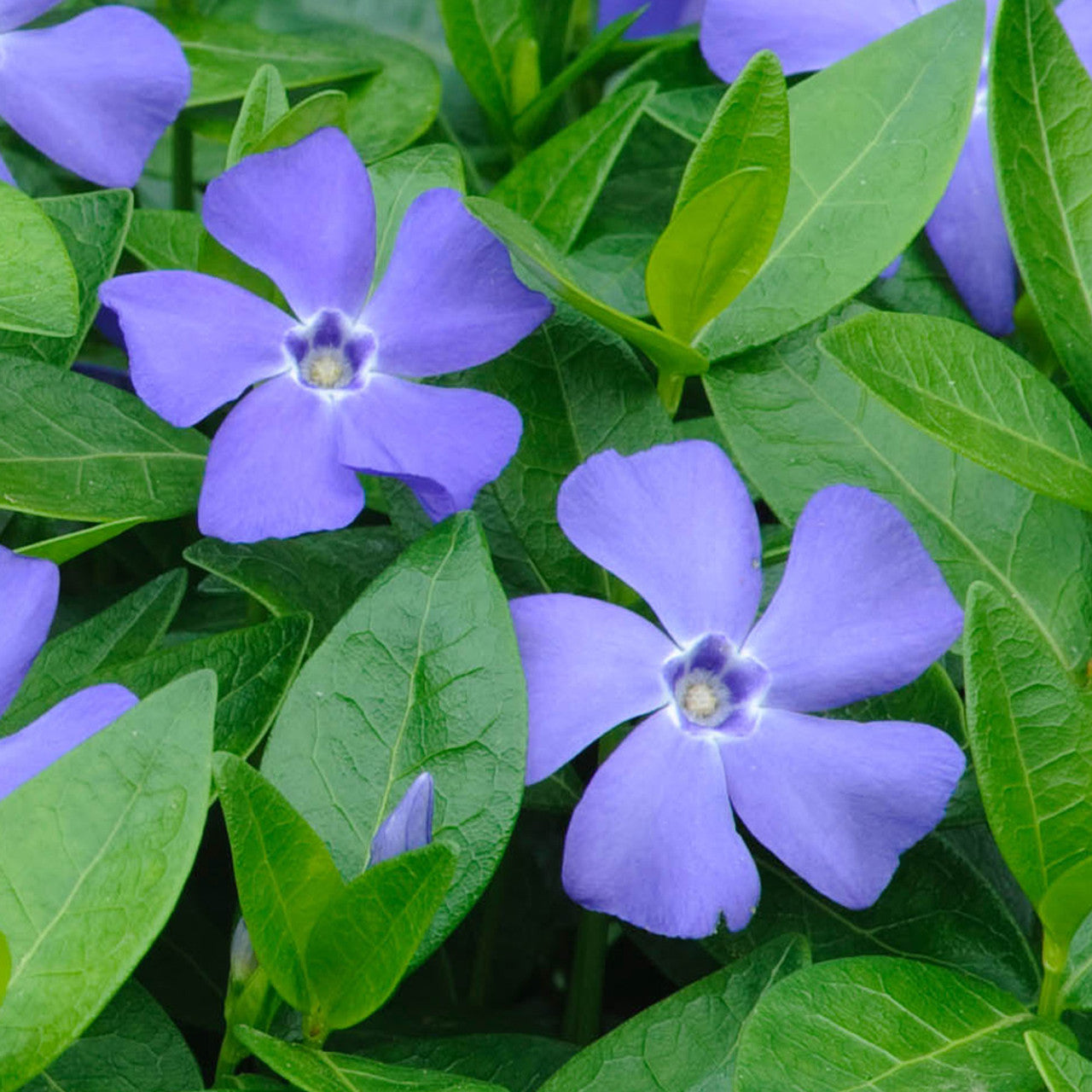 Heirloom Non-GMO Blue Vinca Flower Seeds for Colorful Ground Cover and Garden Planting for planting in home garden