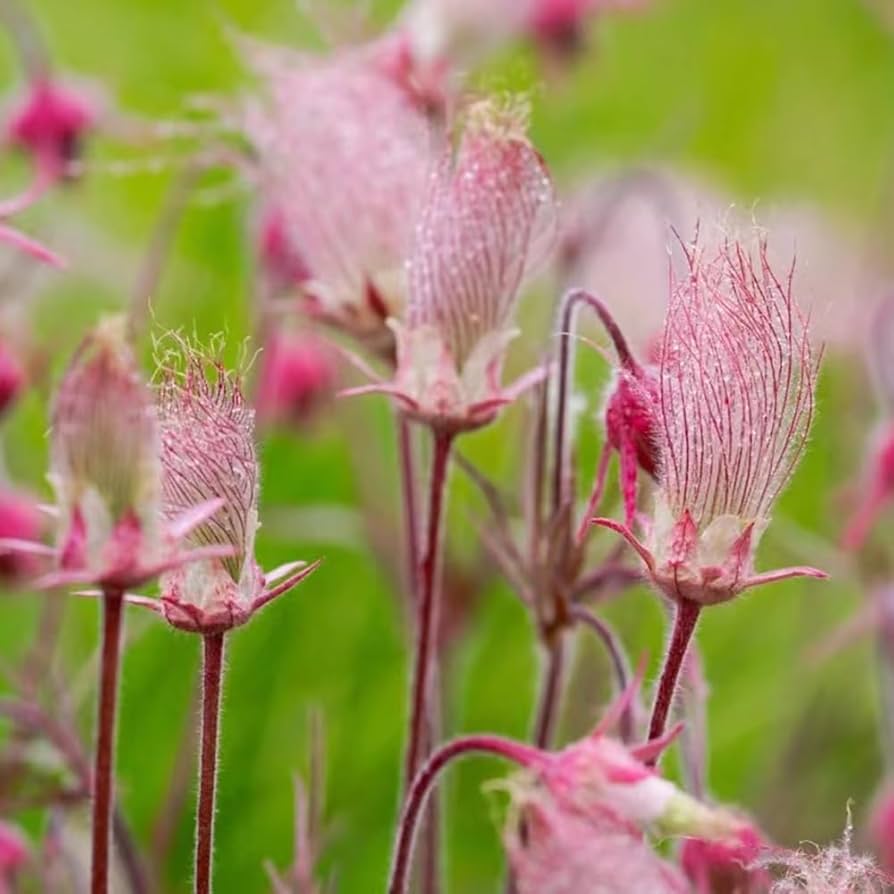 Heirloom Non-GMO Smoke Flower Seeds for Garden Planting for planting in home garden