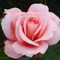 Pink David Austin Rose Heirloom Non-GMO Seeds for Planting for planting in home garden
