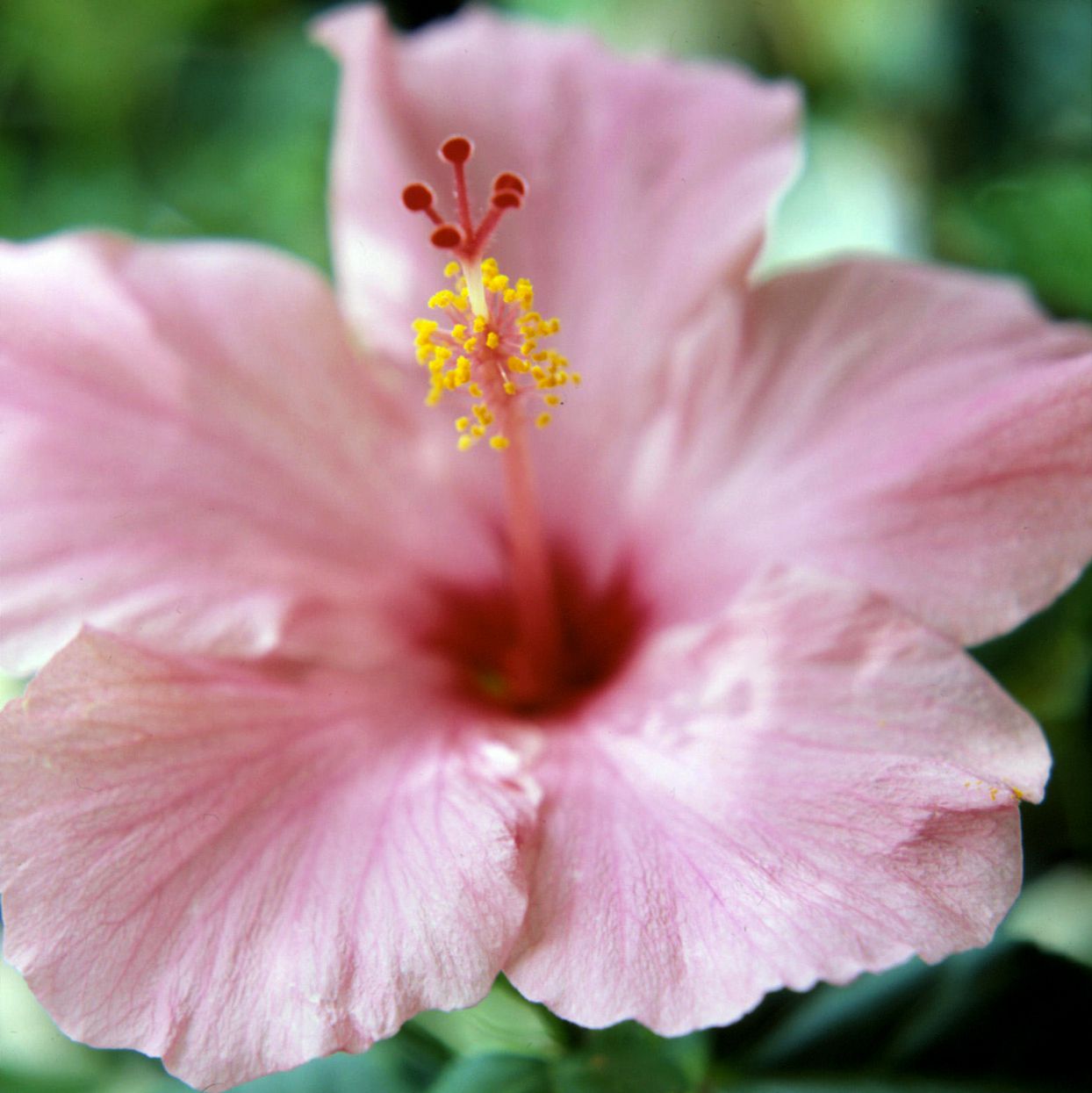 Heirloom Non-GMO Pale Pink Hibiscus Flower Seeds for planting in home garden