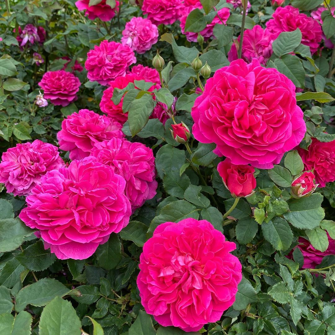 Romantic Dark Pink Rose Heirloom Non-GMO Seeds for Planting for planting in home garden