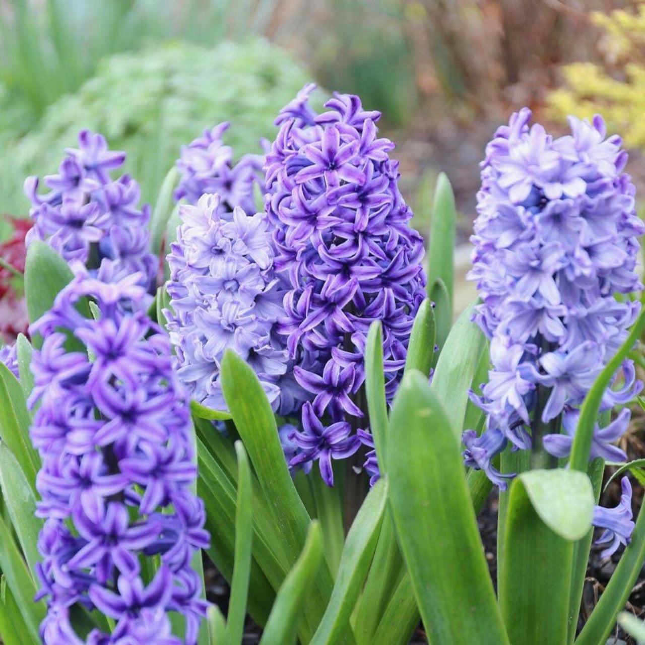 Hyacinth Flower Seeds for Planting for planting in home garden