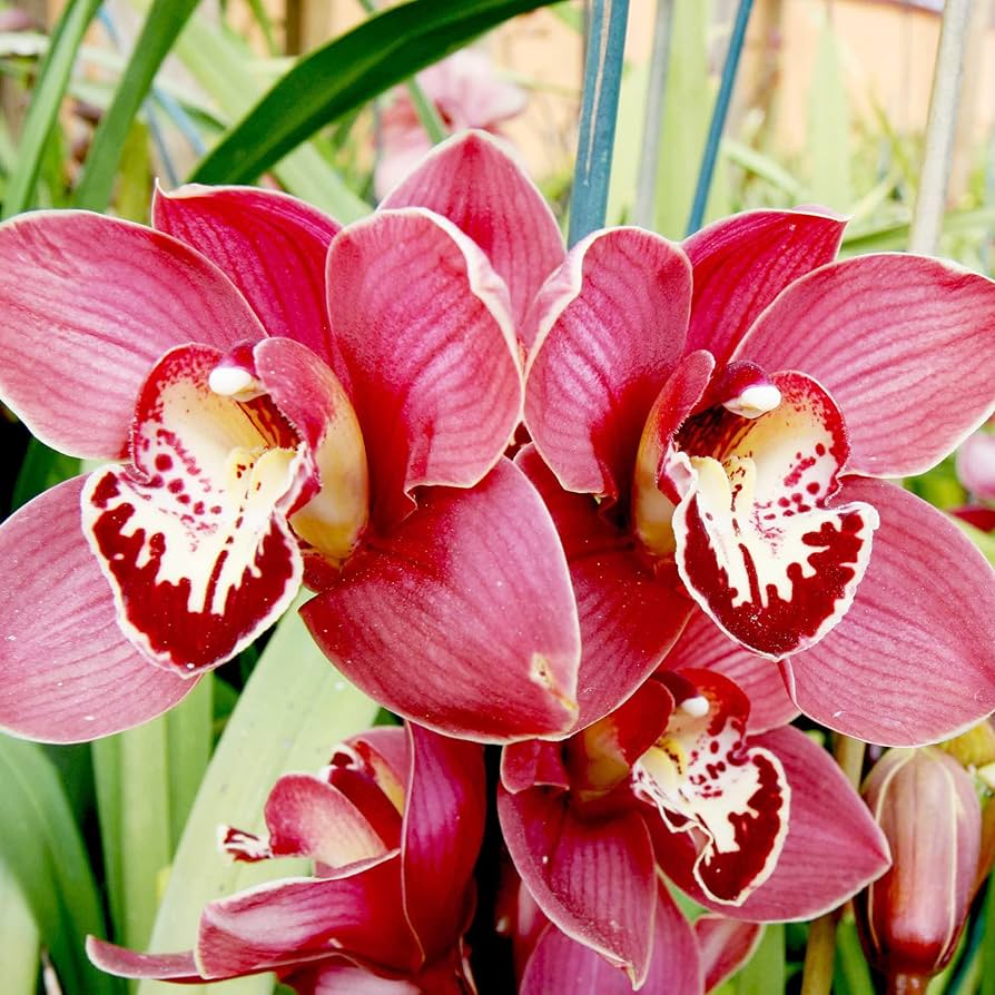 Cymbidium Faberi Orchid Seeds - Heirloom Non-GMO Planting Flower Seeds for planting in home garden