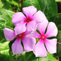 Catharanthus (Catharanthus scientific name) for planting in garden