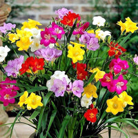 Heirloom Non-GMO Multi-Colored Freesias Flower Seeds for planting in home garden