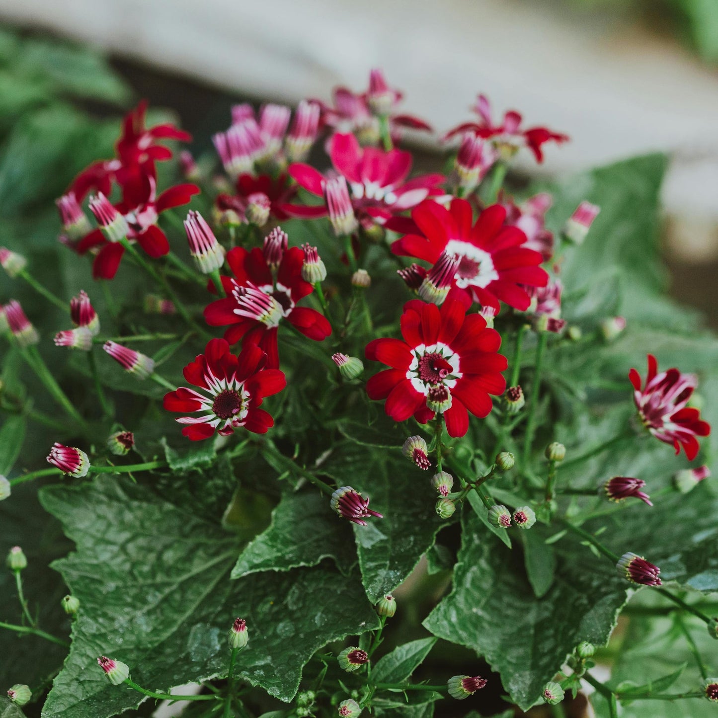 Heirloom Red Cineraria Flower Seeds for Planting, Non-GMO for planting in home garden