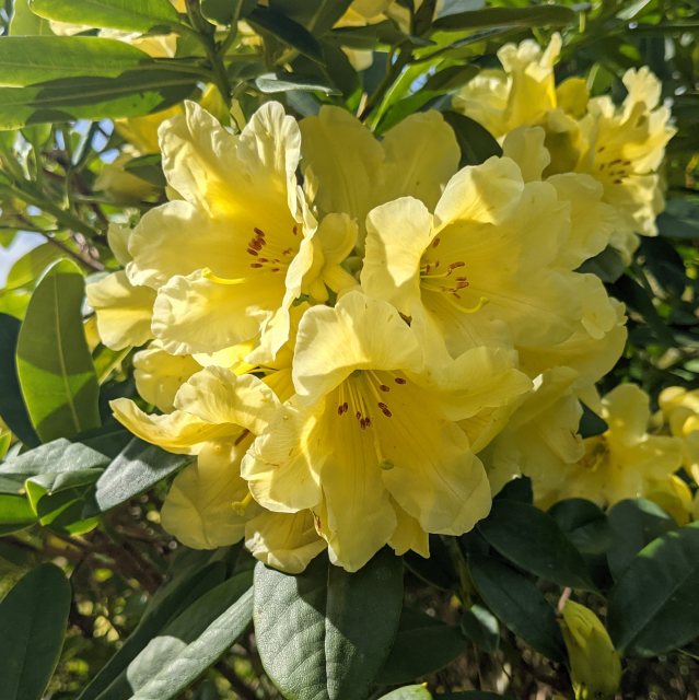 Heirloom Yellow Rhododendron Flower Seeds for Planting for planting in home garden