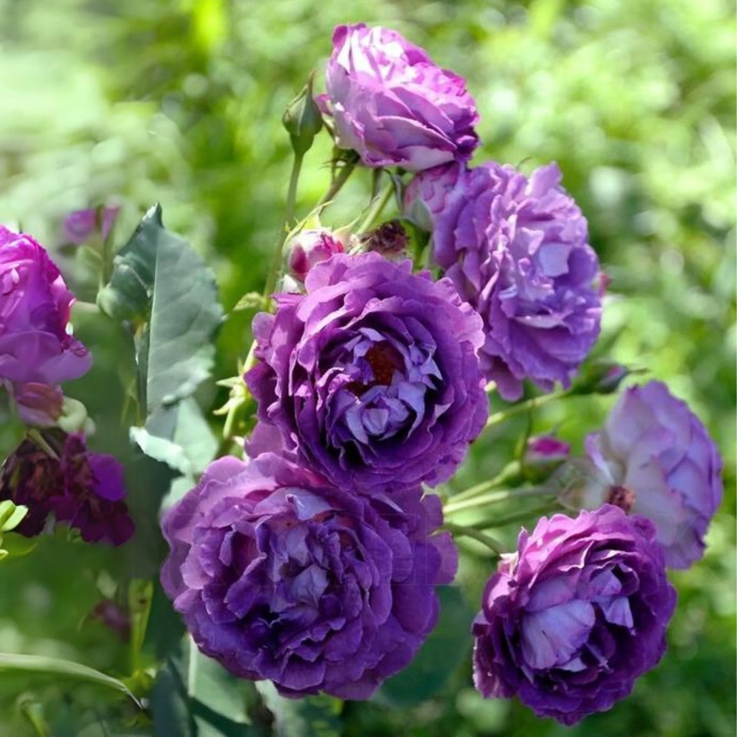 Purple Rose Romantic Blooms Heirloom Non-GMO Seeds for Plantings for planting in home garden
