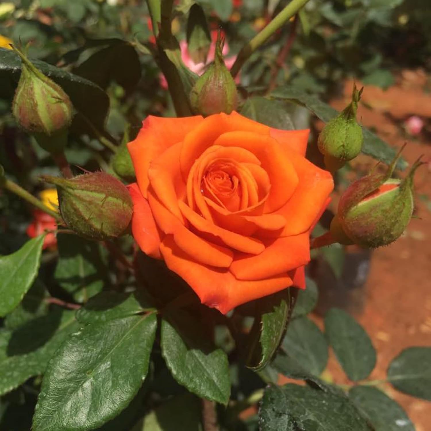 Orange Miniature Rose Heirloom Non-GMO Seeds for Planting for planting in home garden