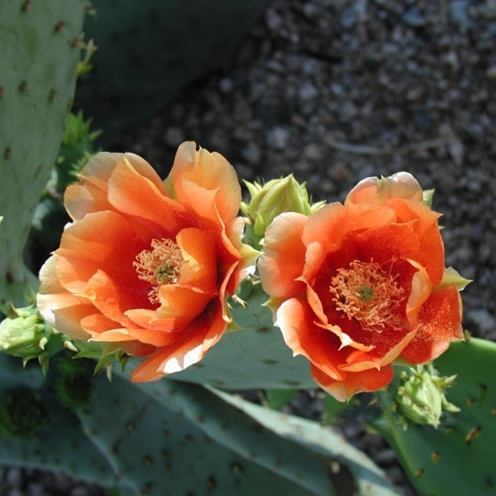 Orange Opuntia Flower Seeds for Planting - Heilroom Seeds for Home Garden, GMO Free Seeds for planting in home garden
