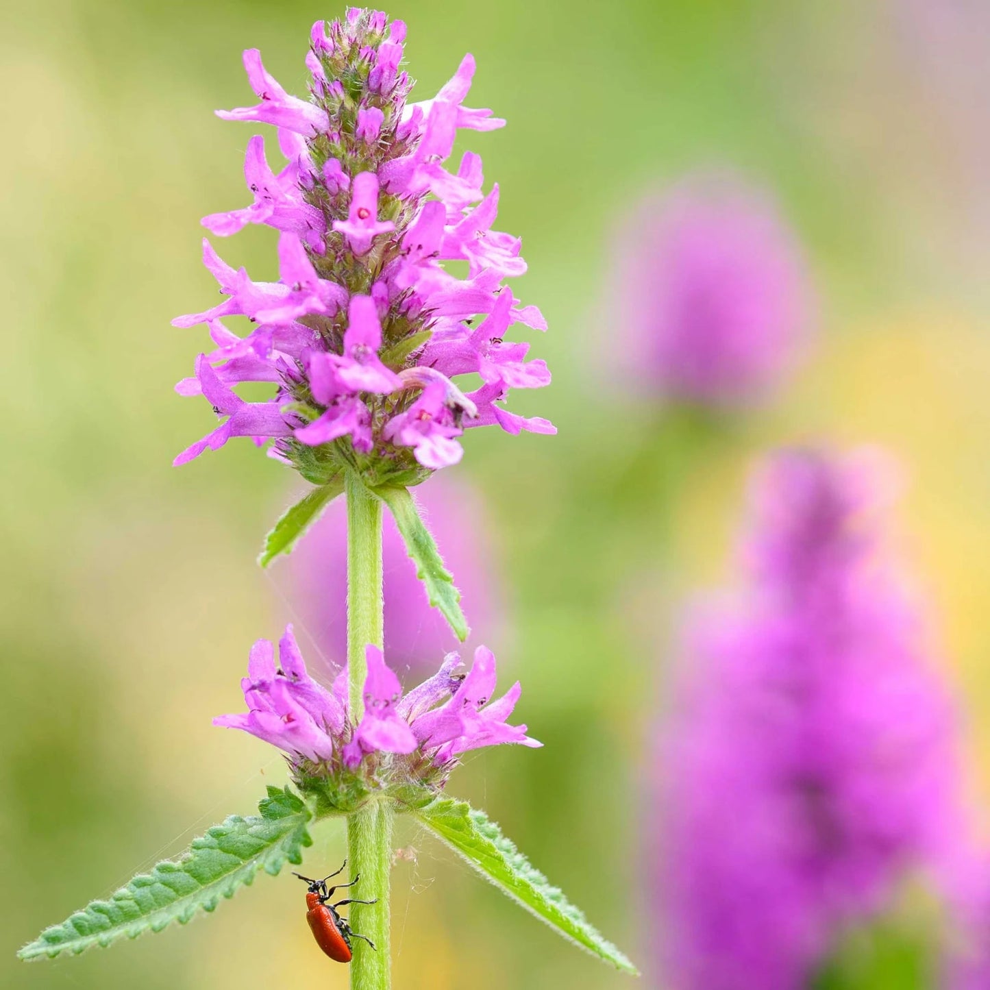 Stachys Flower Seeds for planting in home garden