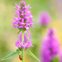 Stachys Flower Seeds for planting in home garden
