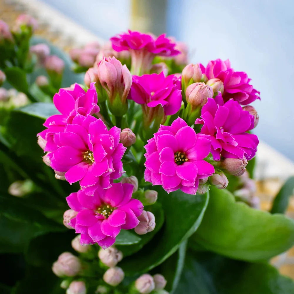 Pink Kalanchoe Flower Seeds for planting in home garden