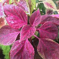 Heirloom Pink Coleus Flower Seeds for Planting for planting in home garden