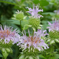 Heirloom Non-GMO Monarda Fistulosa Flower Seeds for Pollinator-Friendly Garden Planting for planting in home garden
