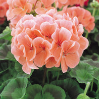 Heirloom Non-GMO Peach Geranium Flower Seeds for Planting for planting in home garden