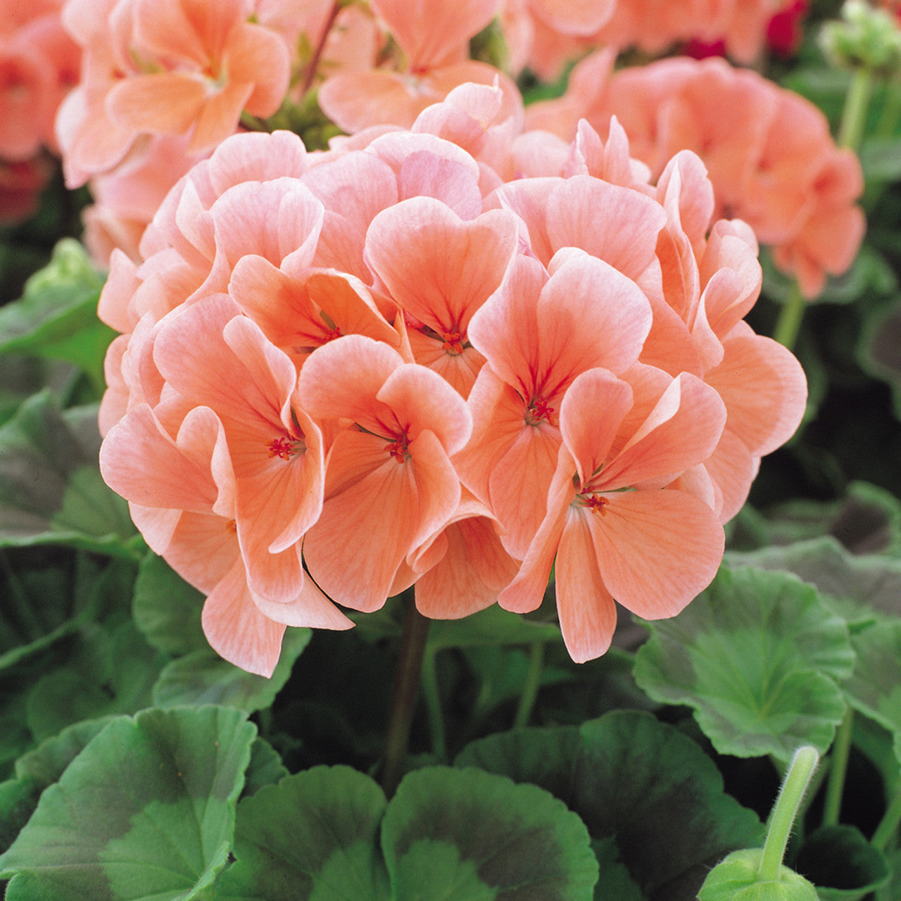 Heirloom Non-GMO Peach Geranium Flower Seeds for Planting for planting in home garden