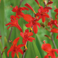 Heirloom Non-GMO Red Crocosmia Lucifer Flower Seeds for Bold Summer Garden Planting for planting in home garden