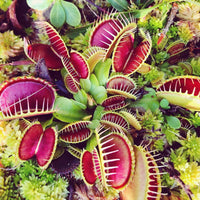 Heirloom Non-GMO Carnivorous Plant Seeds for Garden Planting for planting in home garden