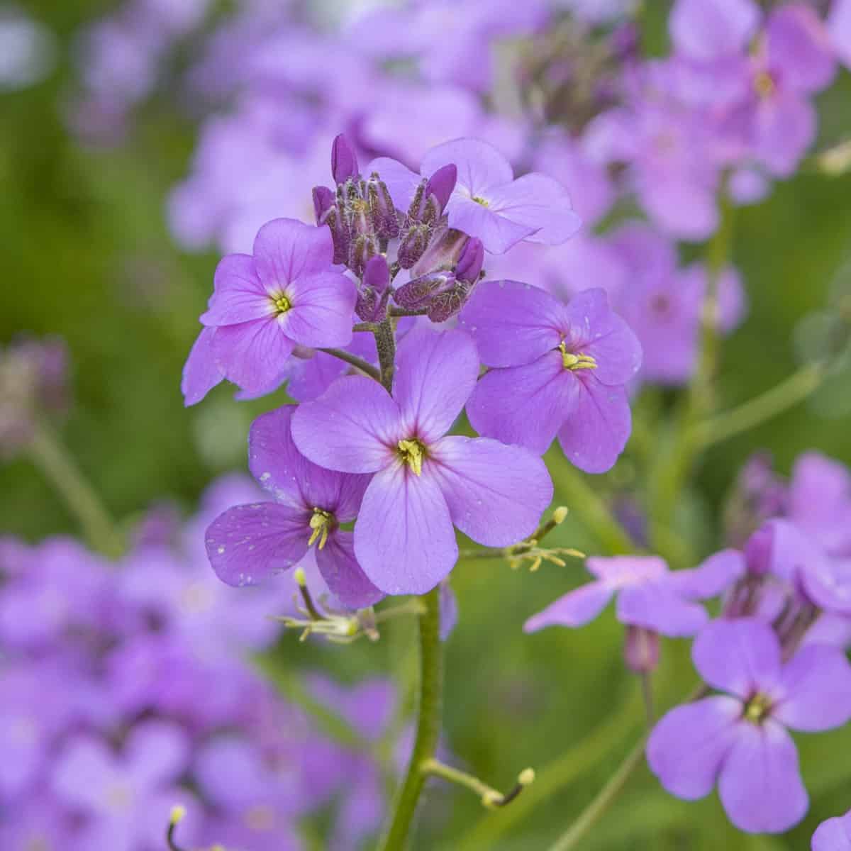 Rocket (Rocket scientific name) for planting in garden