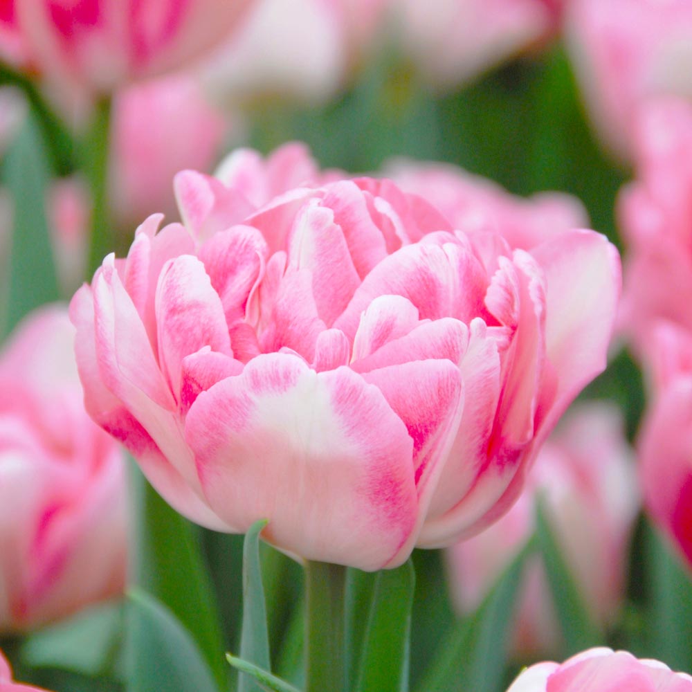 Pink Double Tulip Flower Seeds for Planting for planting in home garden