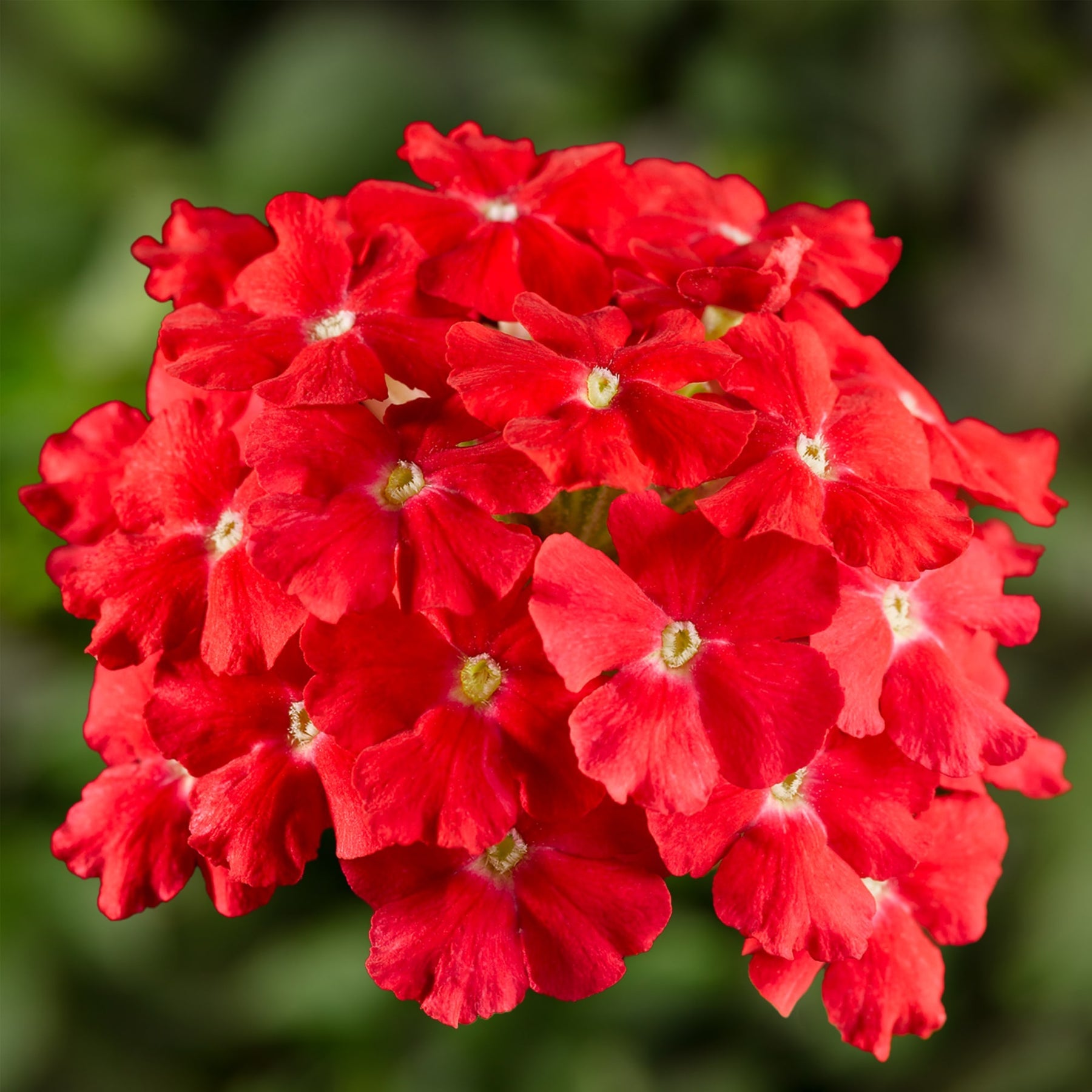 Verbena (Verbena scientific name) for planting in garden