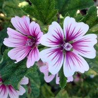 Heirloom Non-GMO Purple White Zebra Mallow Flower Seeds for Garden Planting for planting in home garden
