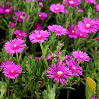 Heirloom Non-GMO Pink Table Mountain Flower Seeds for Colorful Rock Gardens and Outdoor Planting for planting in home garden