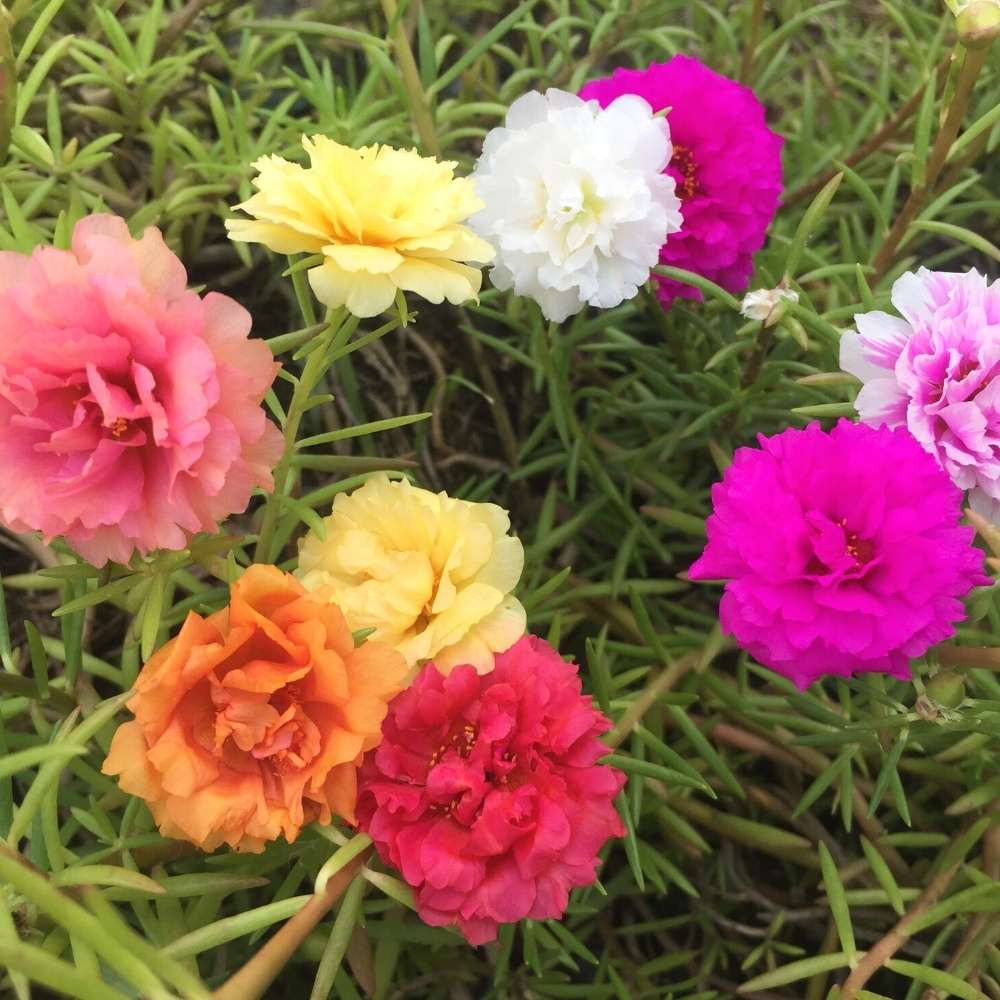 Portulaca Flower Seeds for planting in home garden