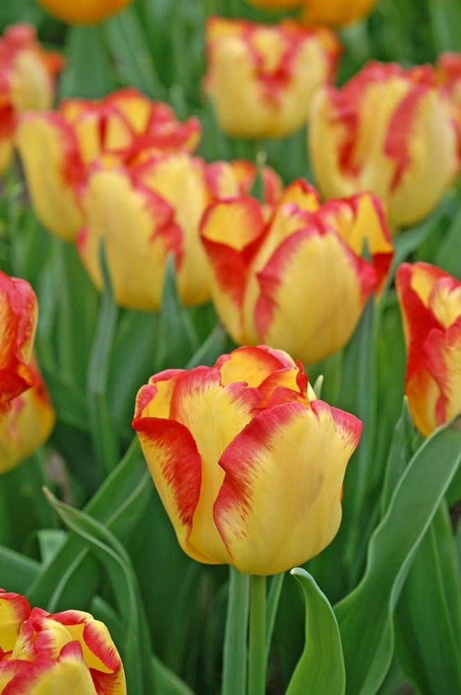 Heirloom Non-GMO Tulpe-Birnen Flower Seeds for Spring Garden Planting and Colorful Landscape for planting in home garden