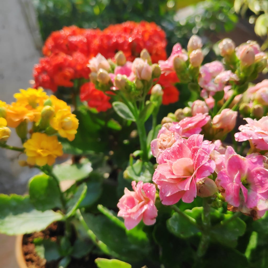 Kalanchoe Mixed Flower Seeds for Planting for planting in home garden