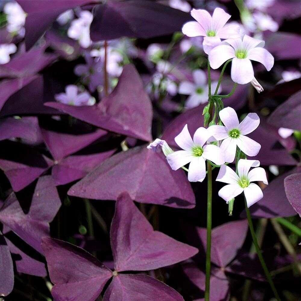Oxalis Shamrock Plant Seeds for planting in home garden