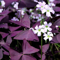 Oxalis Shamrock Plant Seeds for planting in home garden