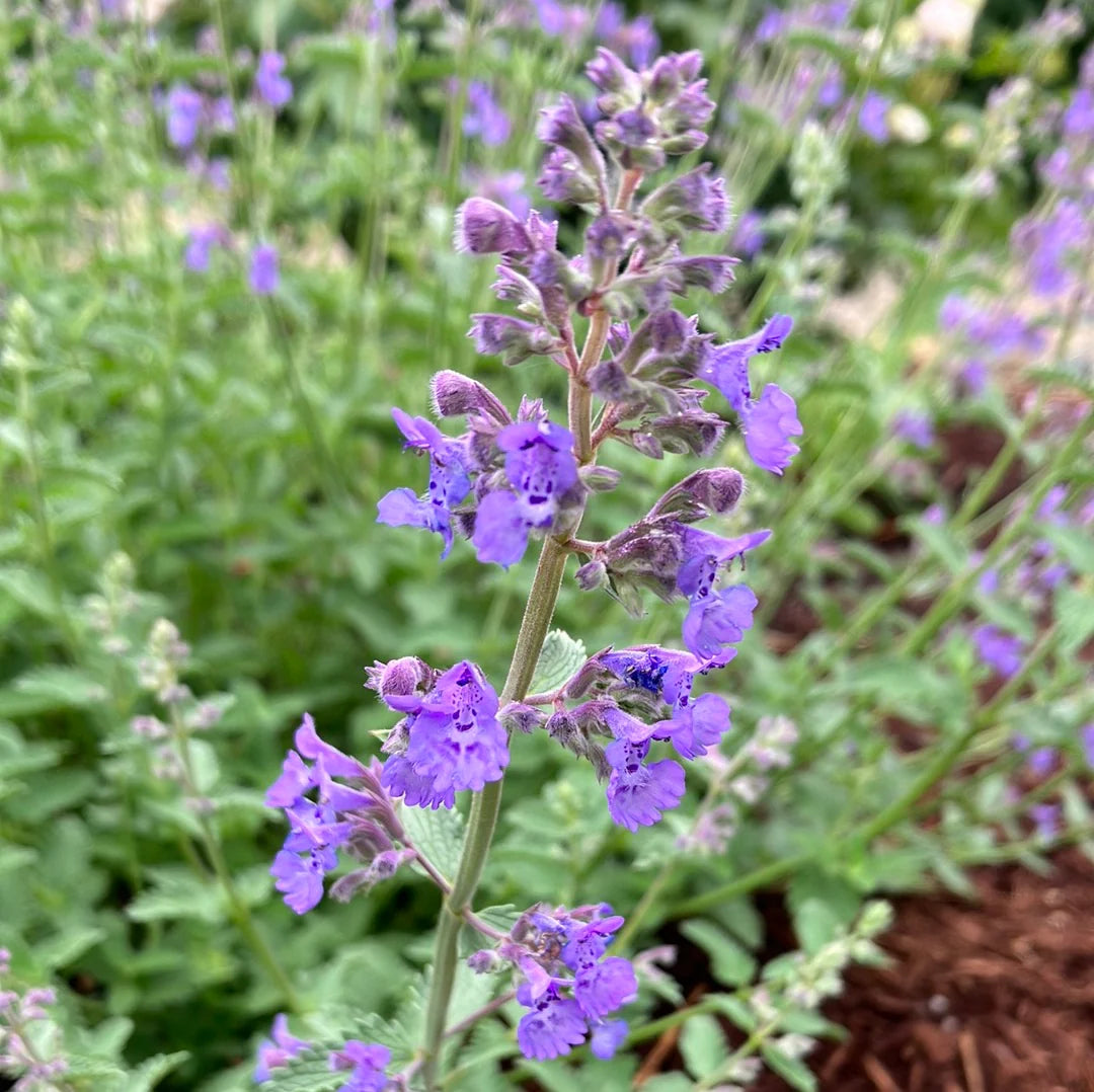 Heirloom Non-GMO Purple Catmint Flower Seeds for Planting for planting in home garden
