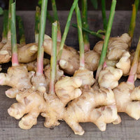 Heirloom Non-GMO Brown Ginger Flower Seeds for Garden Planting for planting in home garden