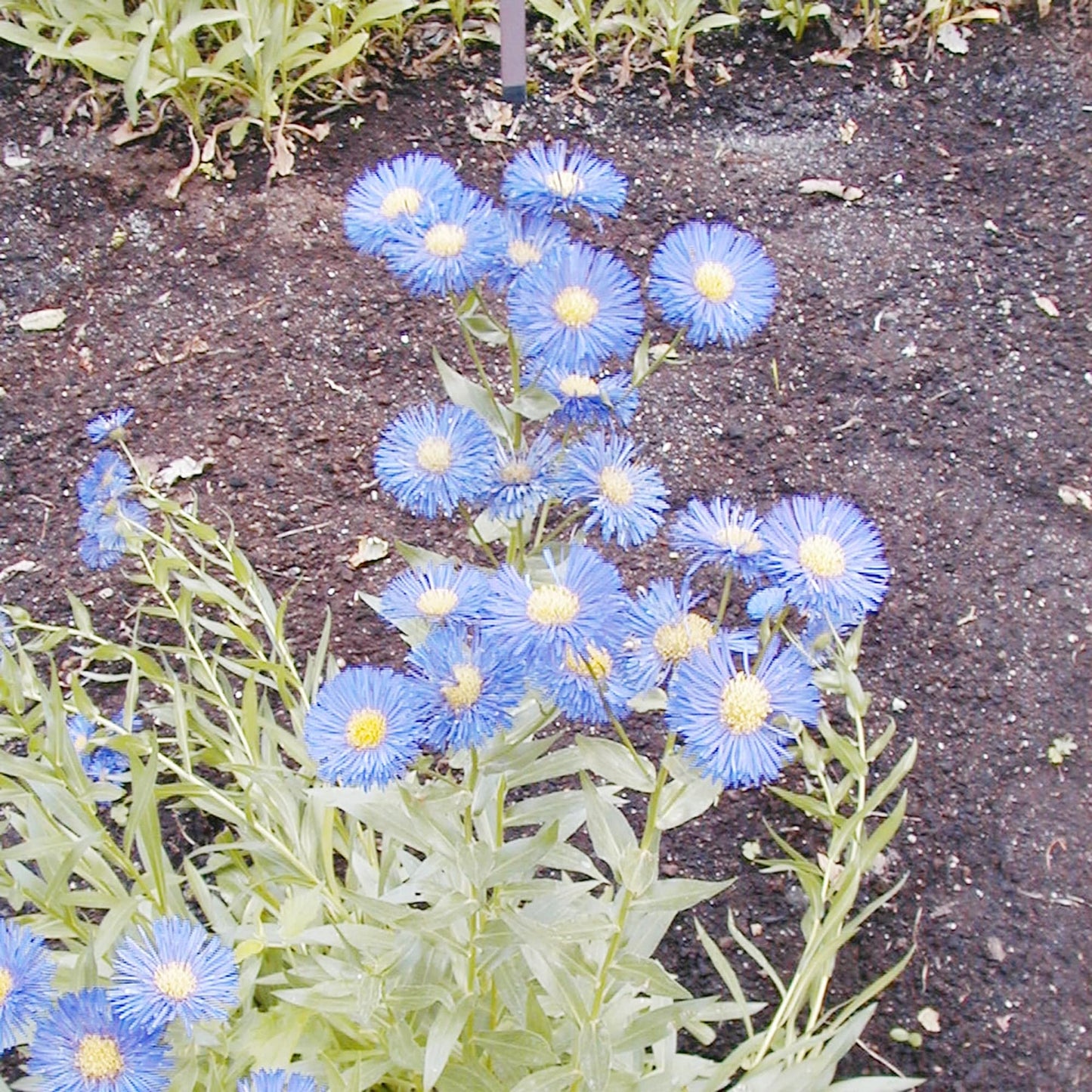 Blue Erigeron Perennial Flower Seeds for planting in home garden