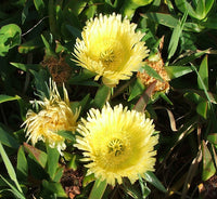 Carpobrotus Flower Seeds for planting in home garden